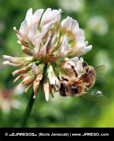 Včela opeľuje kvet ďateliny