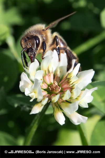Európska včela opeľuje kvet ďateliny