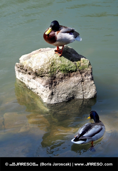 Dve kačice oddychujú v jazierku