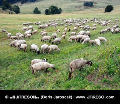 Ovce sa pasú na slovenskej lúke
